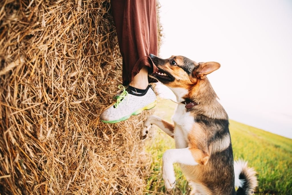 Morsi di cane:significato e simbolismo del sogno