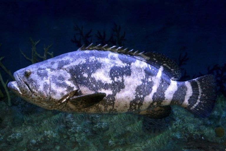 Velká ryba – význam snu a symbolika