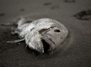 Mrtvá ryba – význam snu a symbolika