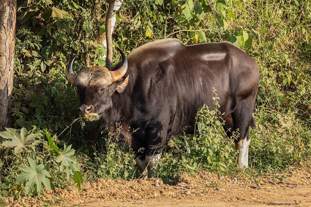 Brave Ox – Drømmebetydning og symbolik