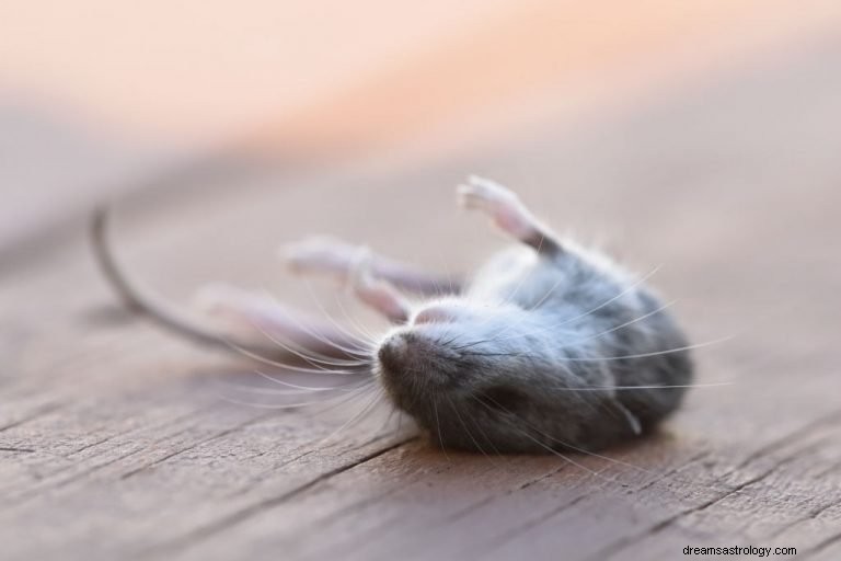 Umarła mysz – znaczenie i symbolika snu