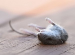 死んだネズミ – 夢の意味と象徴