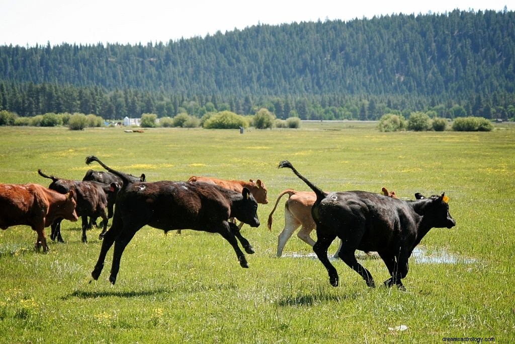 Týtko – význam snu a symbolika