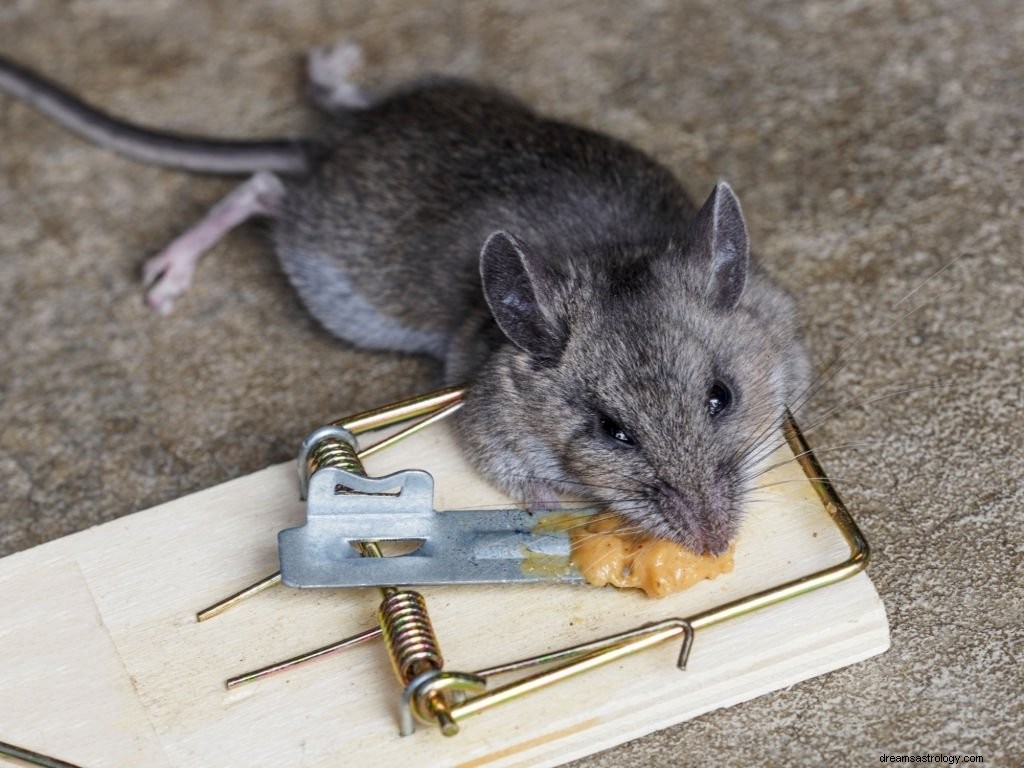 Mrtvá myš – význam snu a symbolika