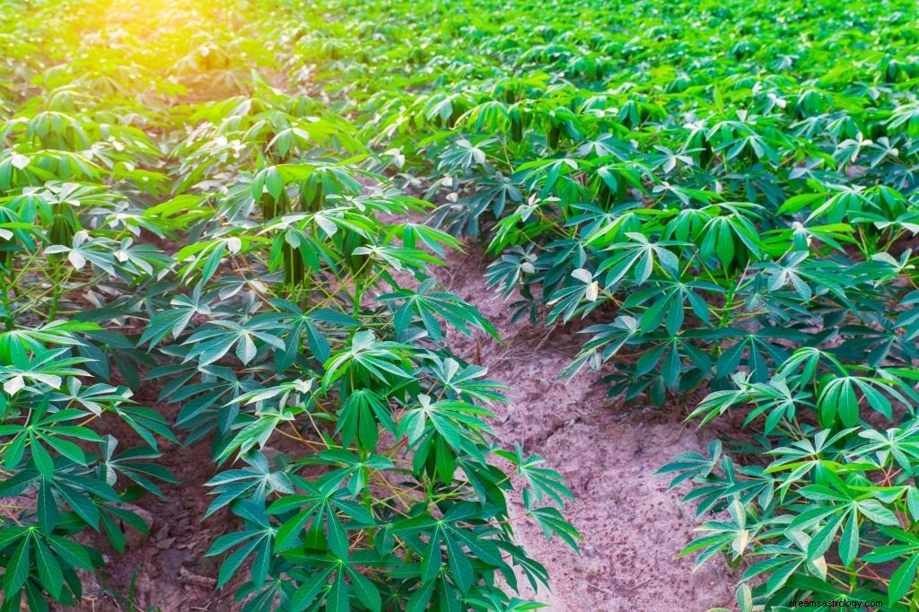 Cassava – drömmening och symbolik