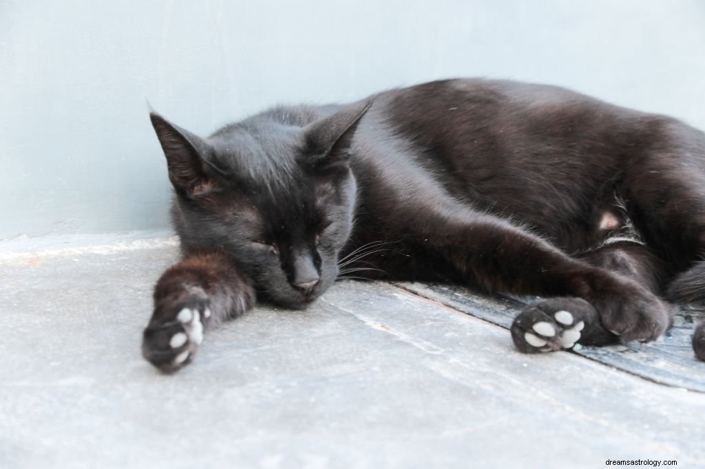 Czarny kot – znaczenie i symbolika snu