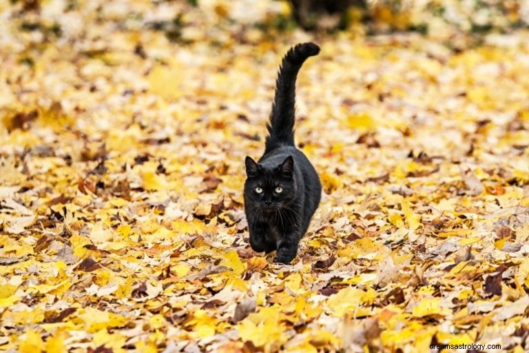 Černá kočka – význam snu a symbolika