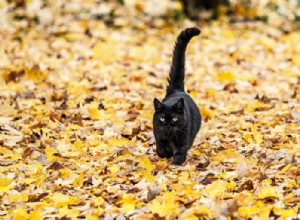 Černá kočka – význam snu a symbolika