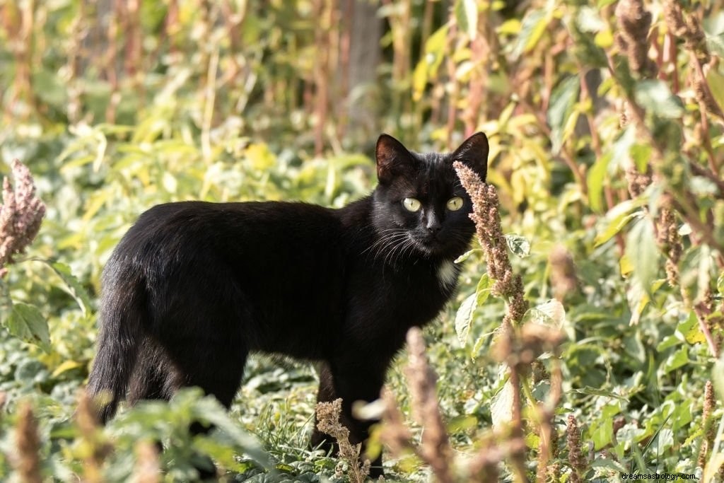Černá kočka – význam snu a symbolika