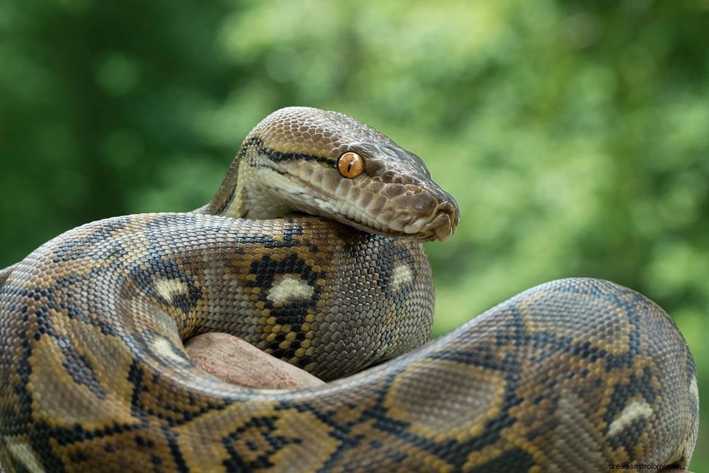 Molti serpenti:significato e simbolismo del sogno