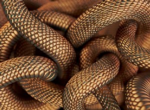 多くの蛇 – 夢の意味と象徴