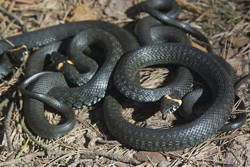 Muchas Serpientes – Significado y Simbolismo de los Sueños