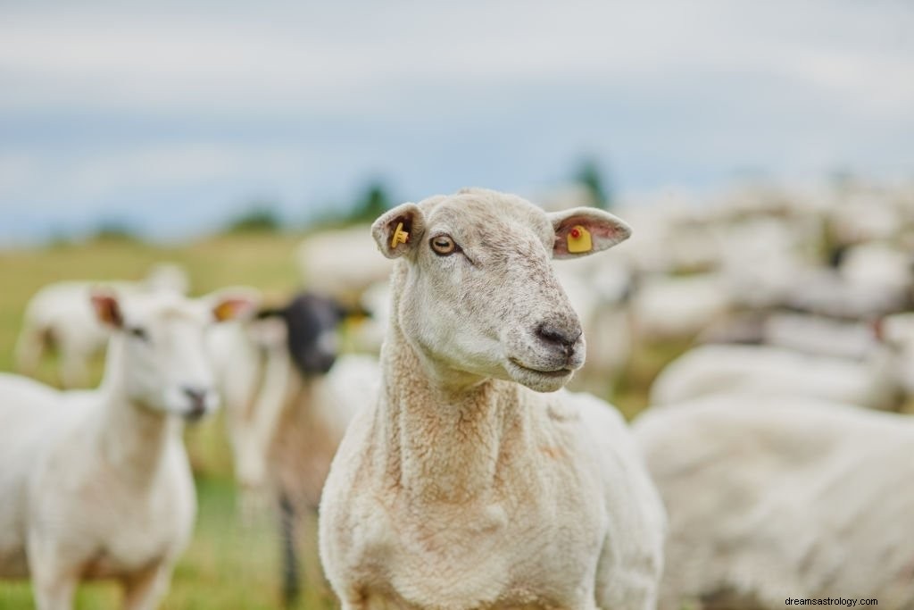 Koza – význam snu a symbolika