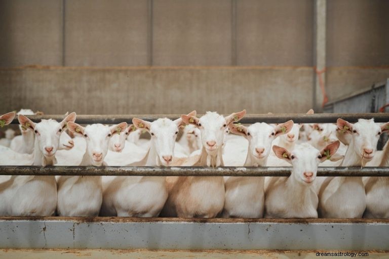 Geit – Betekenis en symboliek van dromen