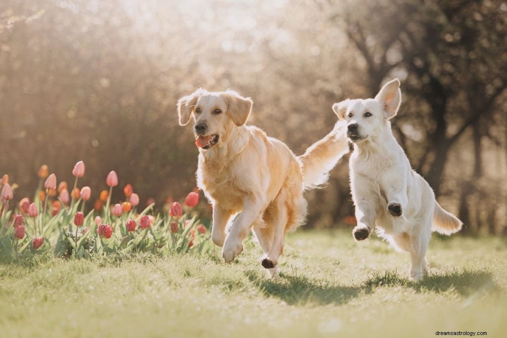 Cani:significato e simbolismo dei sogni