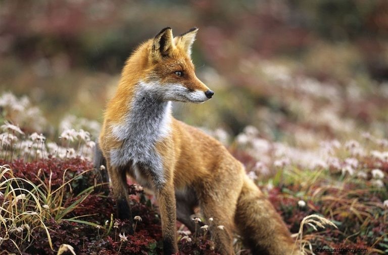 Fox – Droombetekenis en symboliek