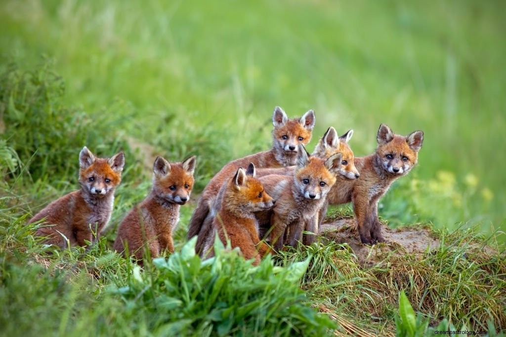 Renard – Signification et symbolisme des rêves