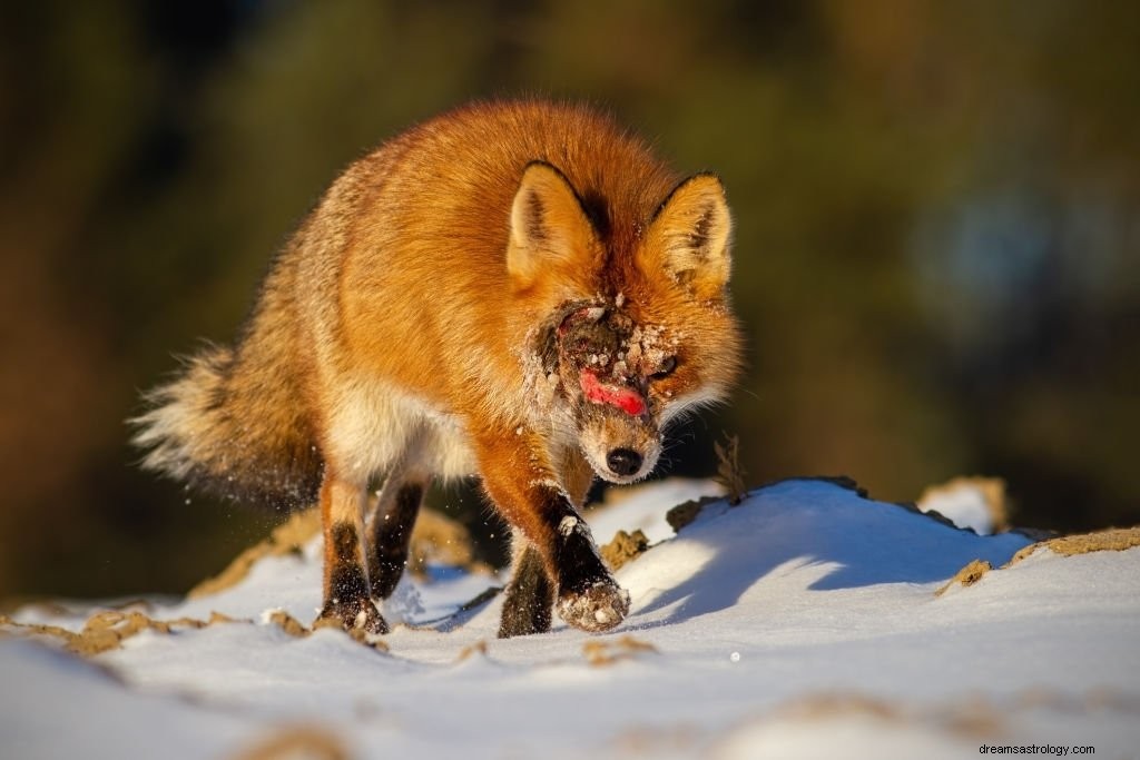 Fox – Droombetekenis en symboliek