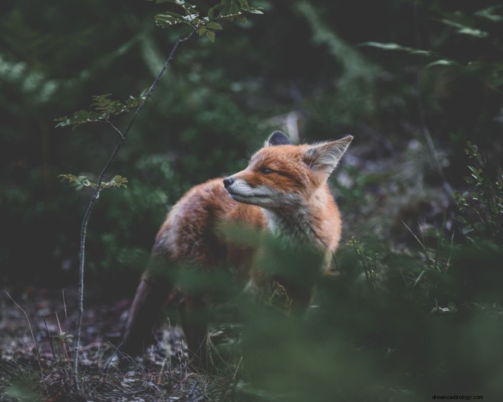 Fox – Όνειρο νόημα και συμβολισμός