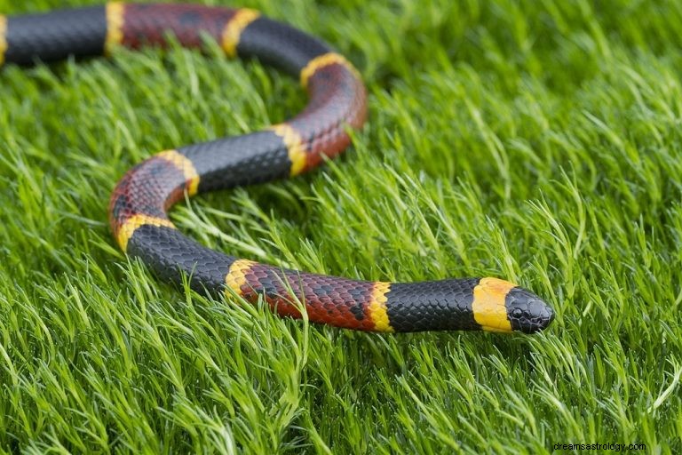 Coral Snake – Όνειρο νόημα και συμβολισμός