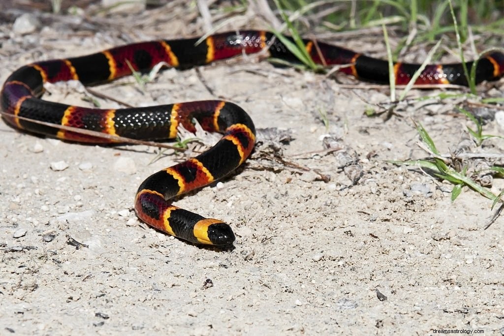 Serpente corallo – Significato e simbolismo del sogno