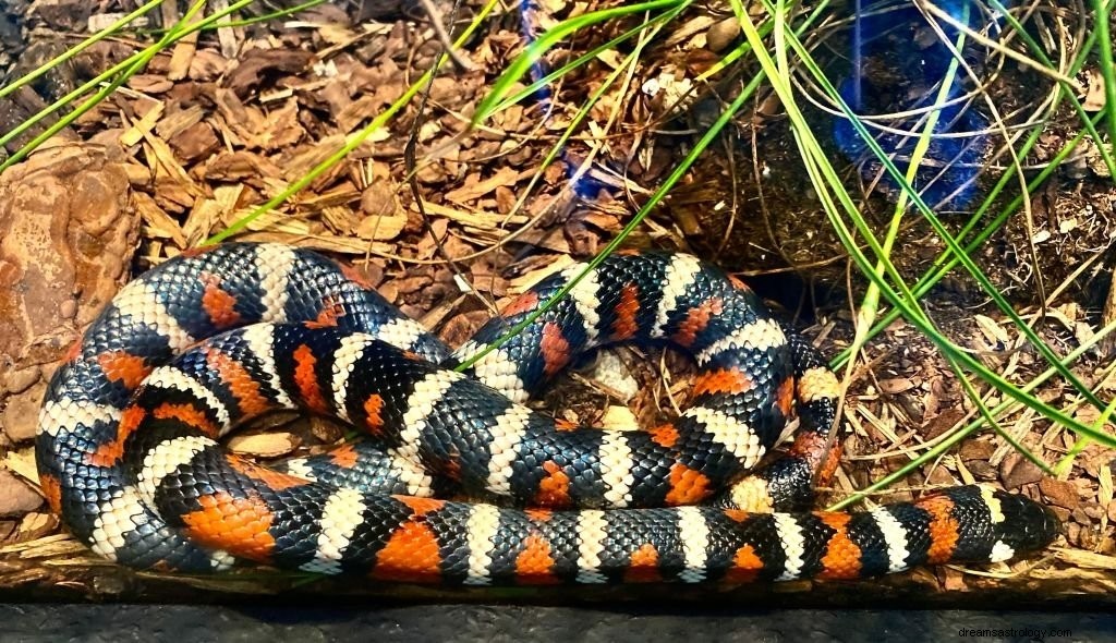 Serpiente Coral – Significado y simbolismo de los sueños