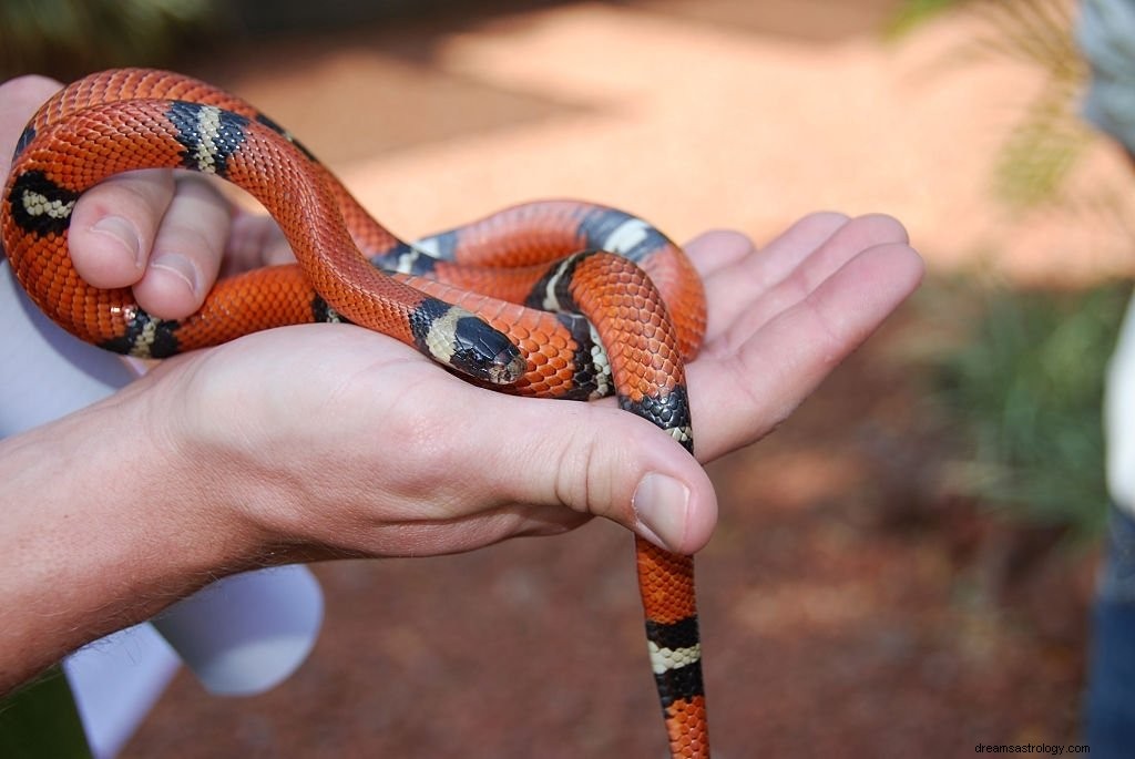 Coral Snake – drømmebetydning og symbolik