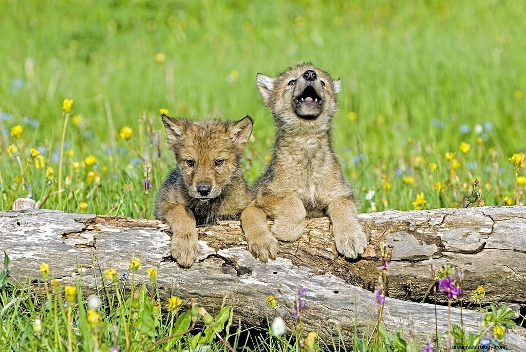 Loup – Signification et symbolisme des rêves