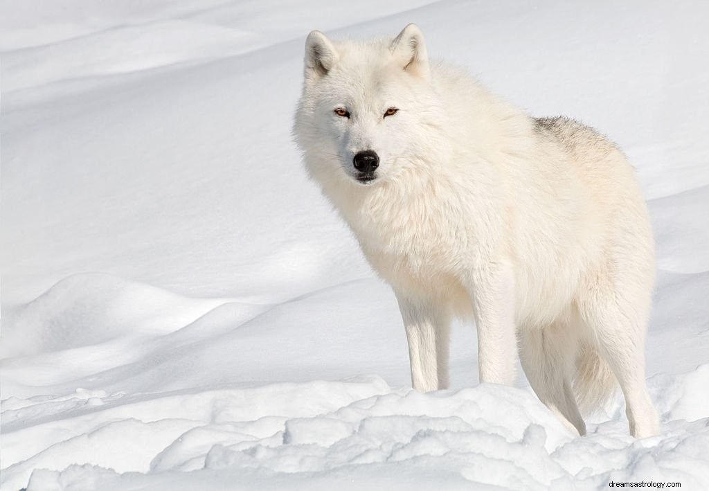 Lobo – Significado y simbolismo de los sueños