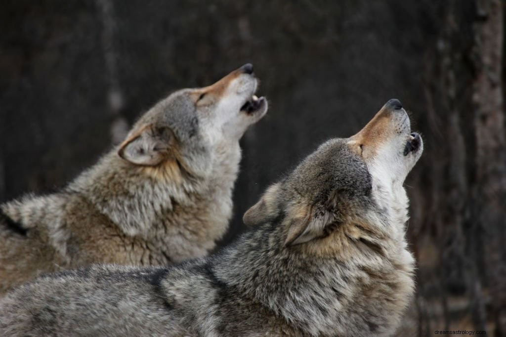 Lobo – Significado y simbolismo de los sueños