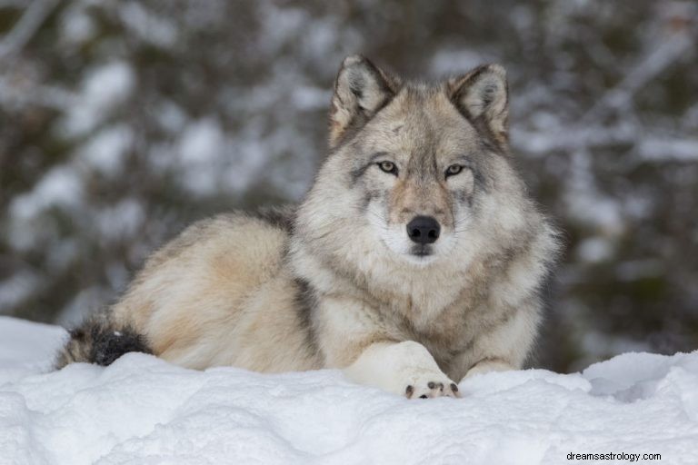 Wolf – Droombetekenis en symboliek