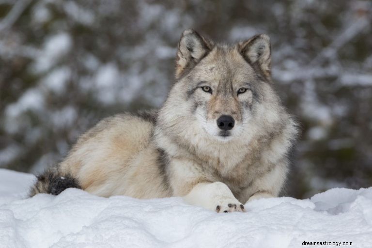 Lobo – Significado y simbolismo de los sueños