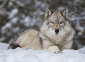 オオカミ – 夢の意味と象徴