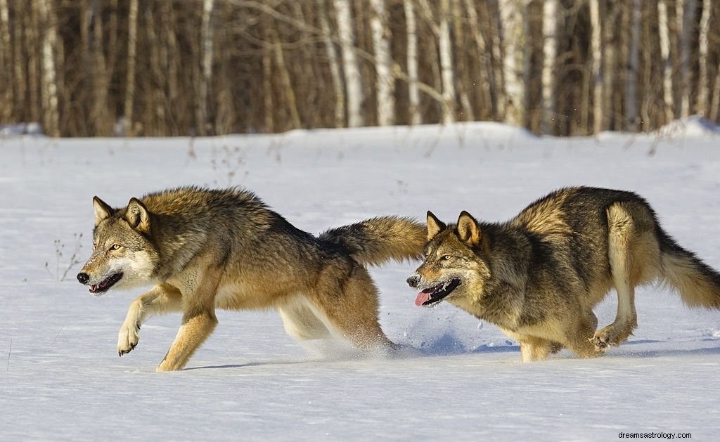 Wolf – Droombetekenis en symboliek