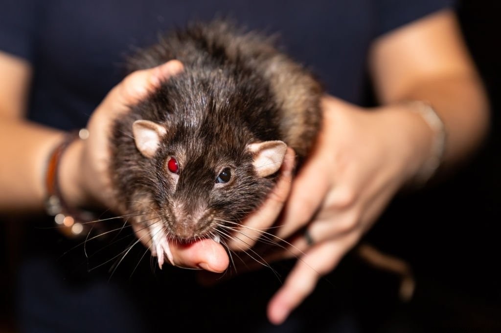 Tikus Hitam – Arti Mimpi dan Simbolisme