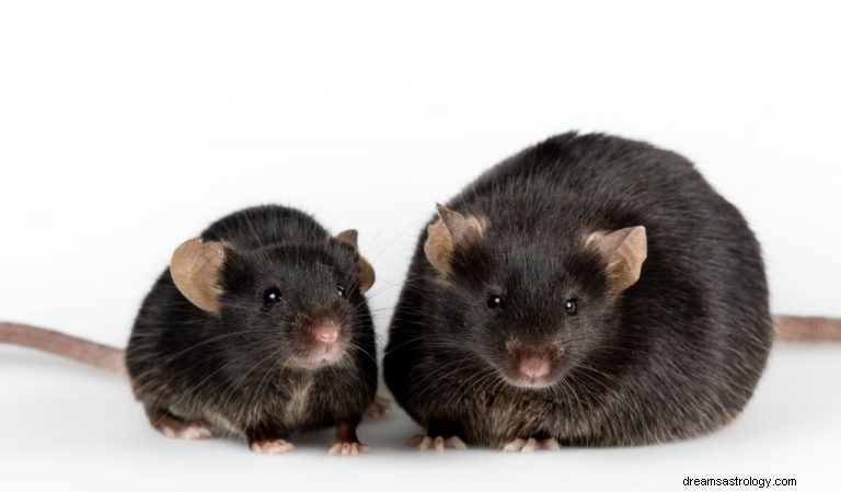 Zwarte muis – Droombetekenis en symboliek