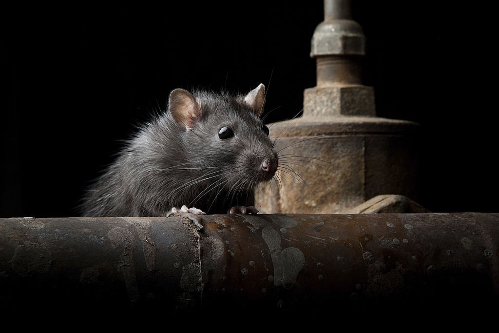Černá myš – význam snu a symbolika