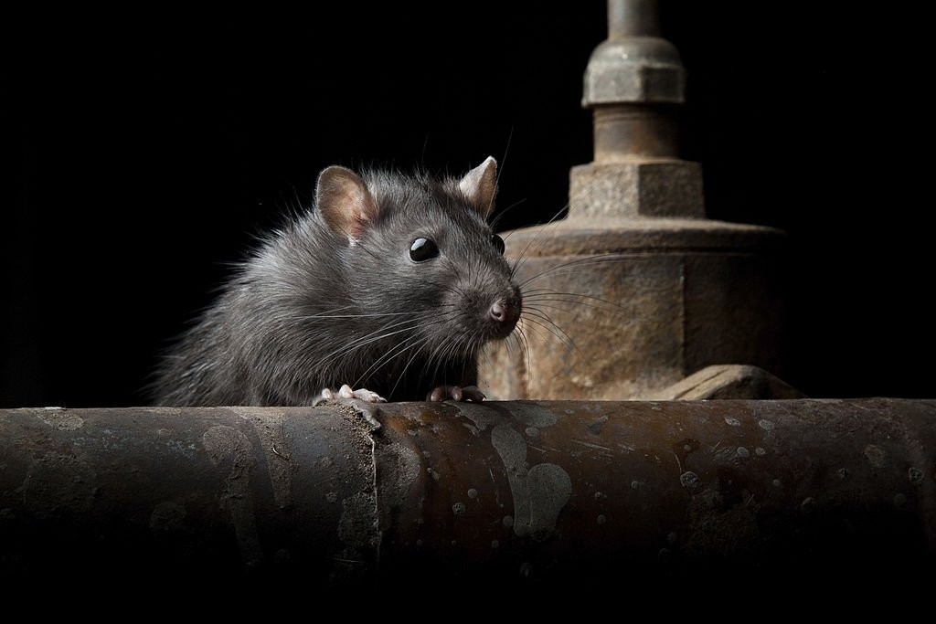 Souris noire – Signification et symbolisme des rêves