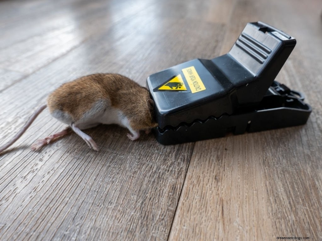 Šedá myš – význam snu a symbolika