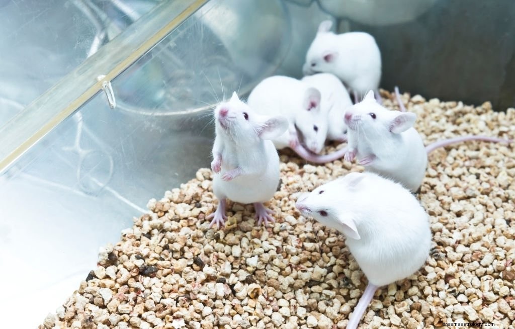 Grijze muis – Betekenis en symboliek van dromen