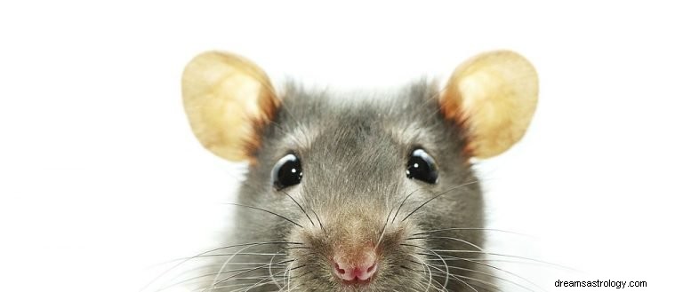 Γκρι ποντίκι – Όνειρο νόημα και συμβολισμός