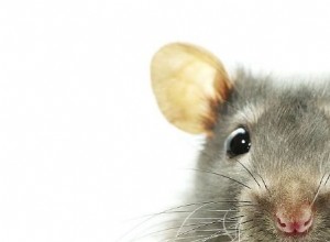 Ratón gris – Significado y simbolismo de los sueños
