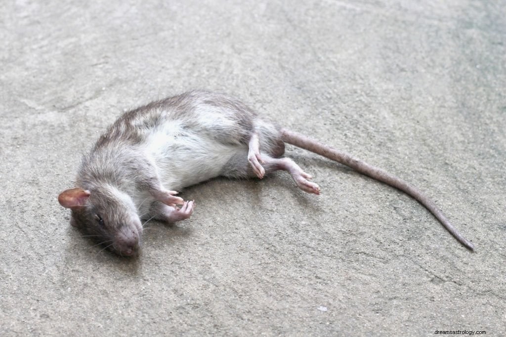 Szara mysz – znaczenie i symbolika snu