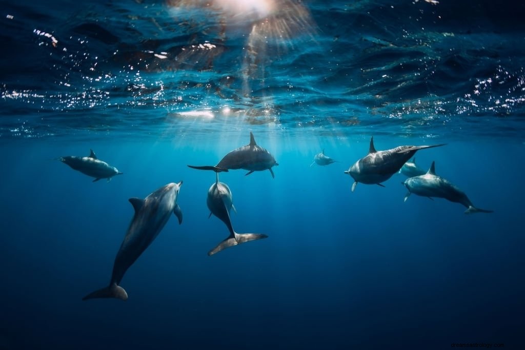 Delfin – drømmebetydning og symbolik