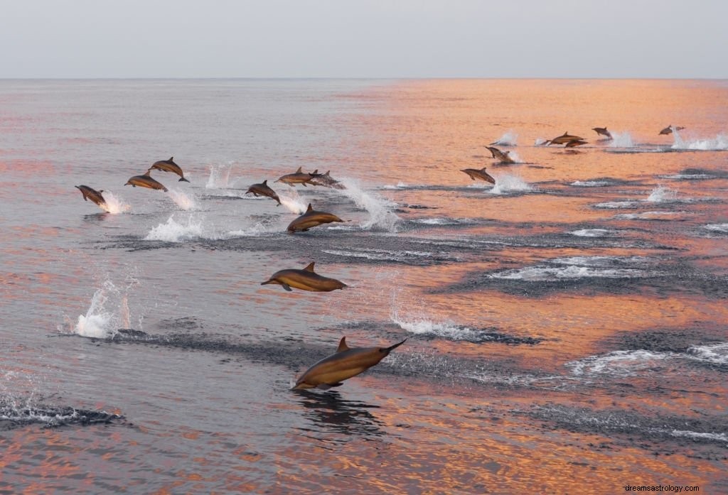 Dolphin – Bedeutung und Symbolik von Träumen