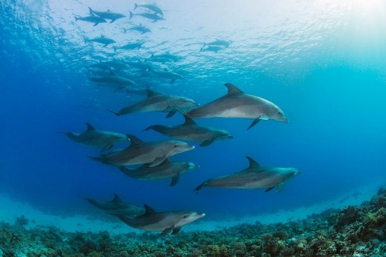 Dolfijn – Betekenis en symboliek van dromen