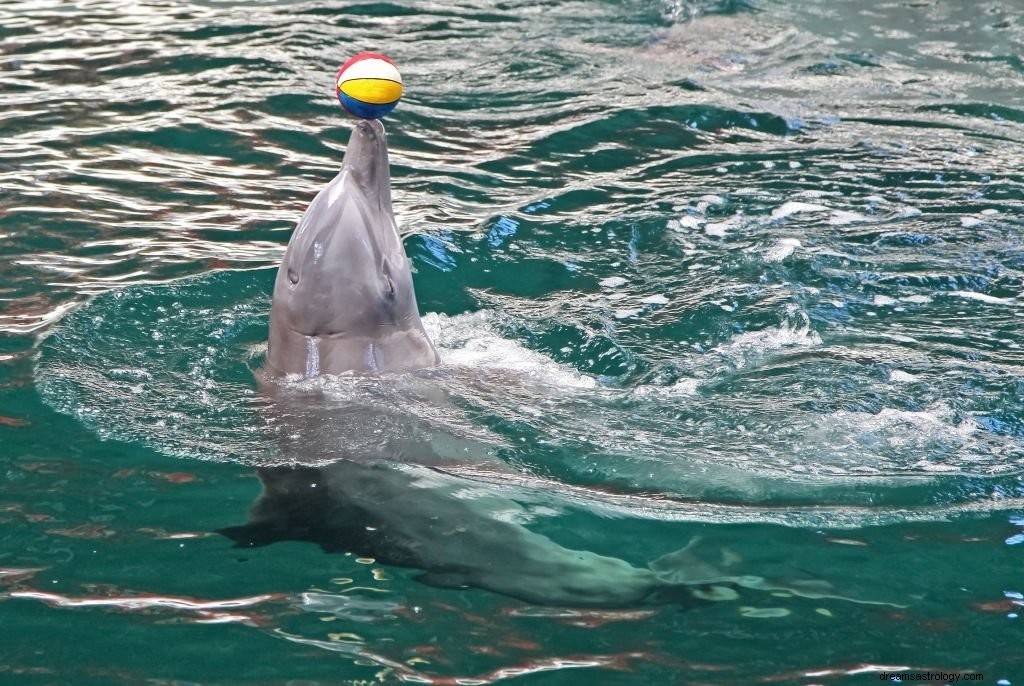 Dolfijn – Betekenis en symboliek van dromen