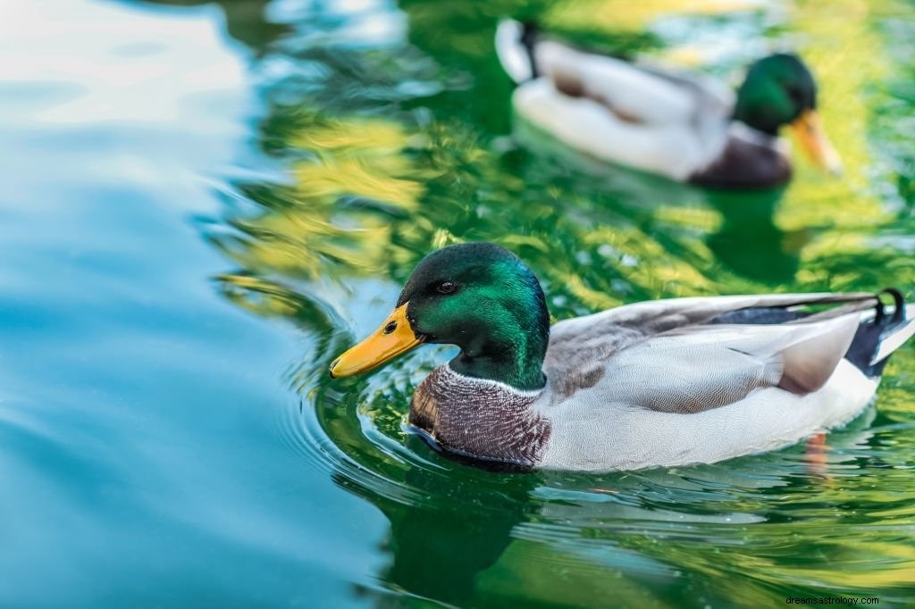 Kachna – význam snu a symbolika