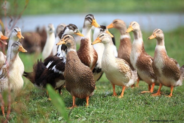 Canard – Signification et symbolisme des rêves