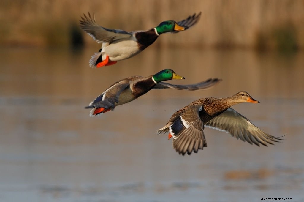 Ente – Bedeutung und Symbolik von Träumen